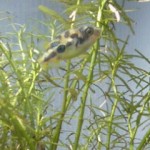 dwarfpuffer