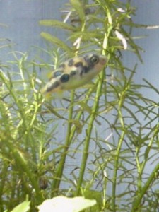 dwarfpuffer