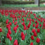 IMG_0233