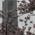 sakura-2013